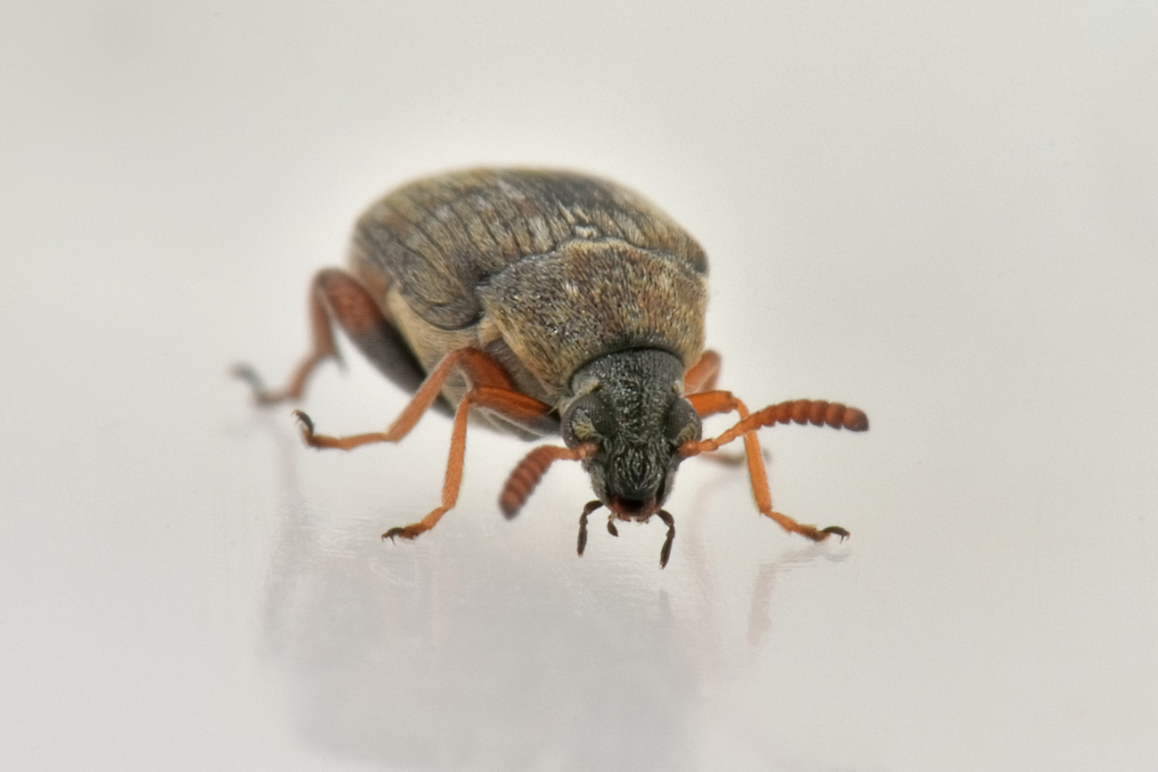 Chrysomelidae Bruchinae: Bruchus sp.? No, maschio di Bruchidius lividimanus